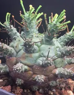 L261 塊根植物 ユーフォルビア デセプタ 木質化 球状 極上・実生