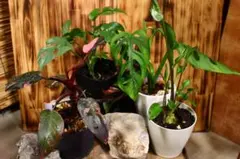 観葉植物 ビギナーセット ⭐︎初心者の方におすすめ
