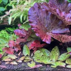 KEN様 リクエスト 2点 まとめ商品