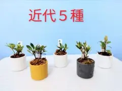 2026年最新】さつき 盆栽の人気アイテム - メルカリ