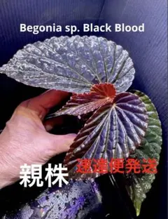 専用❣️Begonia phoeniogramma I ADA 美株❣️ベゴニア原種 - メルカリ