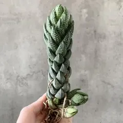 K*K様 B17010★オークション★数量限定！ 美株！ ハオルチア COARC