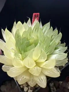 61g 多肉植物　ハオルチア　原種オブツーサ錦　自家繁殖　鉢植え発送 61g 多肉植物 ハオルチア 原種オブツーサ錦 自家繁殖 鉢植え発送