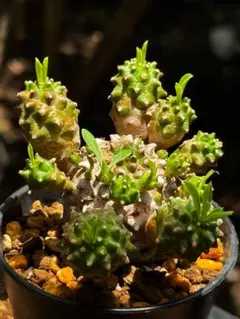 ちょっと伸びてますが、 ガムケンシス ユーフォルビア 多肉植物 実生