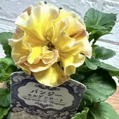 モココ様 リクエスト 2点 まとめ商品