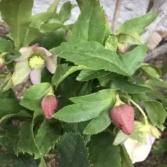 クリスマスローズ