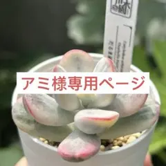 多肉植物　エケベリア　販売会　アミ様　専用ページ