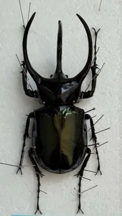 2026年最新】コーカサスオオカブト 標本の人気アイテム - メルカリ