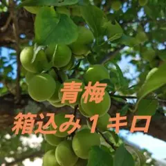 宮城県産　自然栽培　青梅　箱込み１キロのサムネイル
