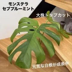 モンステラ セブブルーミント(3鉢) - メルカリ