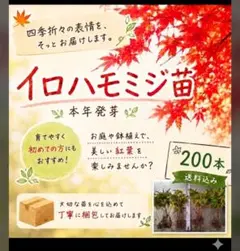 超逸品。イロハモミジ大株立ち1.7M(鉢底から)品番C - メルカリ