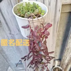 ルビーネックレス　他多肉植物　抜き苗　根付き　オマケカット苗あり