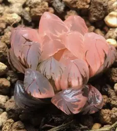 多肉植物 ハオルチア 秋思いオブツーサ錦 鮮明錦 極上斑 - メルカリ