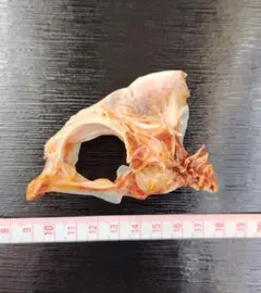 도미 뼈, 천연 도미 두개골, 수제 표본, 세척, 소독, 건조, 신비