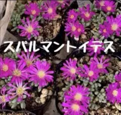 ゆきみや様 リクエスト 2点 まとめ商品