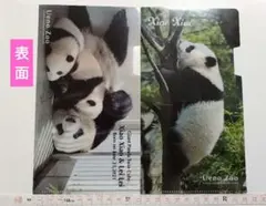 シャオシャオ＆レイレイ 松坂屋上野 クリアファイル 非売品 上野動物園