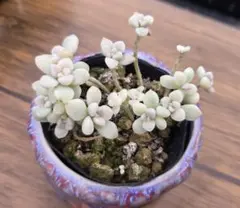 2025年最新】だるま姫秀麗錦の人気アイテム - メルカリ