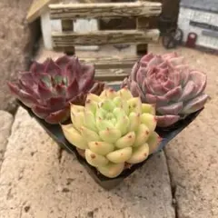 リリーエリー様 リクエスト 2点 まとめ商品