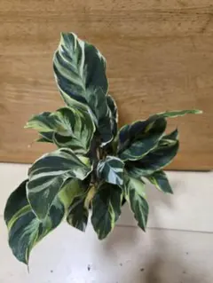 らら☆プロフ必読願います(*´꒳`*)様 リクエスト 2点 まとめ商品