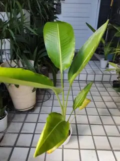 2025年最新】旅人の木の人気アイテム - メルカリ