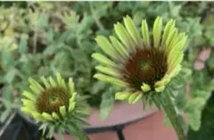 サエ様 リクエスト 4点 まとめ商品