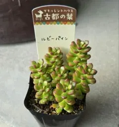 2025年最新】古都葉苗の人気アイテム - メルカリ