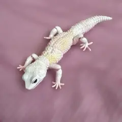 生き物大図鑑アドバンス　ヒョウモントカゲモドキ　ブリザード