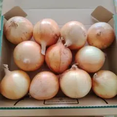 玉ねぎ 約1.58kg 箱入りのサムネイル