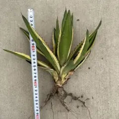 アガベ 斑入り 観葉植物 抜き苗 2株セット - メルカリ