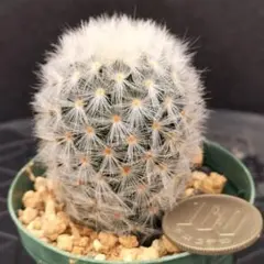 2025年最新】マミラリアの人気アイテム - メルカリ