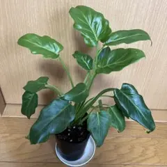 Ishikawa Hajime様 リクエスト 2点 まとめ商品