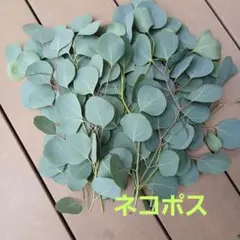ユーカリ ポポラス フレッシュ朝採り葉物 ドライフラワー