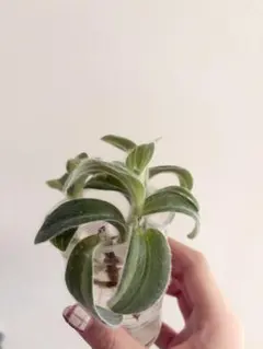 hitomi様 リクエスト 2点 まとめ商品