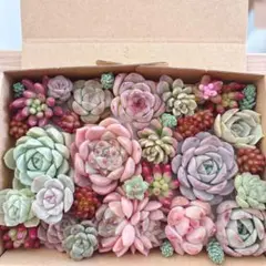 ぷーちゃん様 リクエスト 3点 まとめ商品