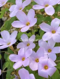 オキザリス Oxalis Nidulans 球根のサムネイル