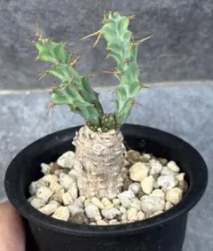 2026年最新】ユーフォルビア クラビゲラの人気アイテム - メルカリ