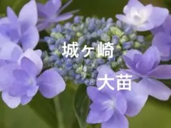 花苗】紫陽花 サラン タグ付き正規品 ポットごと発送 大栄花園 開花中