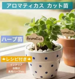 ●アロマティカスのカット苗　挿し木用　約50g インテリア　お料理　お風呂に