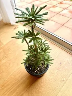 ドルステニア ギガスブラータ 観葉植物 塊根植物 コーデックス【鉢ごと発送】