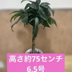大型観葉植物 パキラ 福岡、佐賀、長崎、熊本 - メルカリ