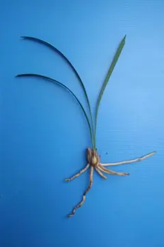 カキツバタ 株分け苗 たぶん舞孔雀 1株 ゆうパケットポスト箱発送