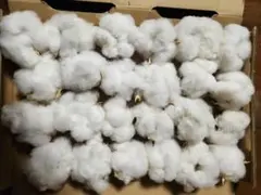 コットンフラワー 綿花 ドライフラワー 24個入り