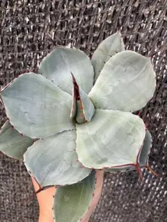 2025年最新】パリー斑入りの人気アイテム - メルカリ