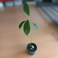 ニシヤン様 リクエスト 3点 まとめ商品