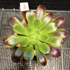 8#多肉植物アエオニウム錦❤️スーパーバン❤️1大頭1小頭16cmカット苗