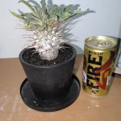 2026年最新】光堂 パキポディウムの人気アイテム - メルカリ