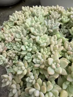 多肉植物　セダム　プロリフィカ×姫秀麗　20カットのサムネイル