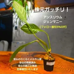2026年最新】原種アンスリウムの人気アイテム - メルカリ