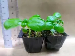 user_89ccf64e様 リクエスト 2点 まとめ商品