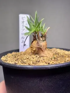 2026年最新】塊根 ペラルゴニウムの人気アイテム - メルカリ